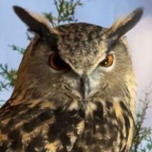 Meet your Posher, RM